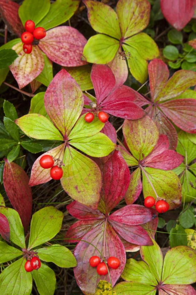 Canada, BC, Mount Robson PP Bunchberry leaves